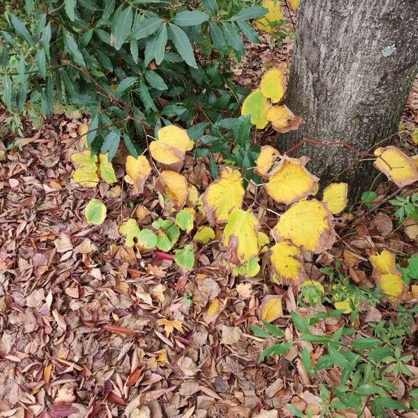 Tilia × europaea Blatt