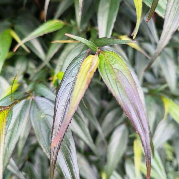 Strobilanthes anisophylla Leht