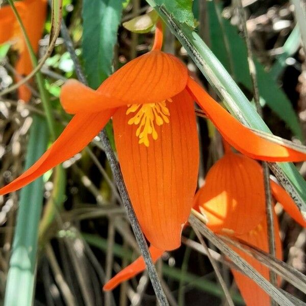 Begonia boliviensis Blüte