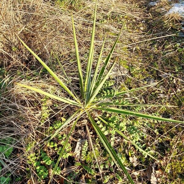 Yucca filamentosa Elinympäristö