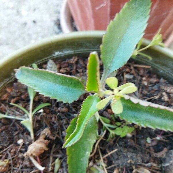 Kalanchoe daigremontiana Lapas