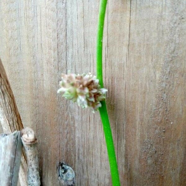 Callisia fragrans പുഷ്പം