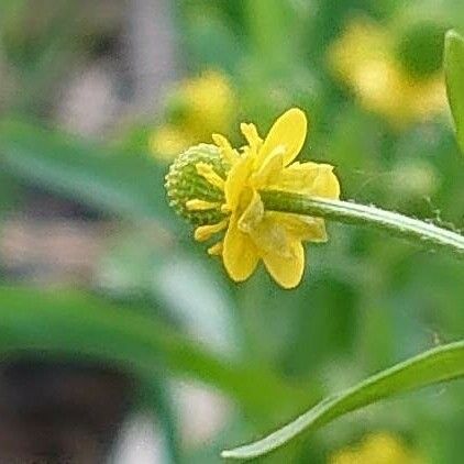 Ranunculus sceleratus Λουλούδι