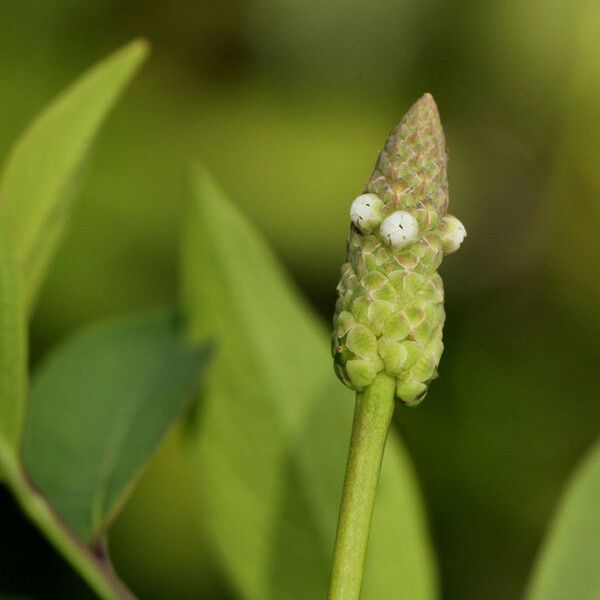 Sphenoclea zeylanica Flor