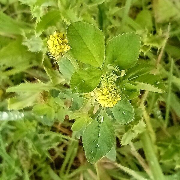 Medicago lupulina Blodyn