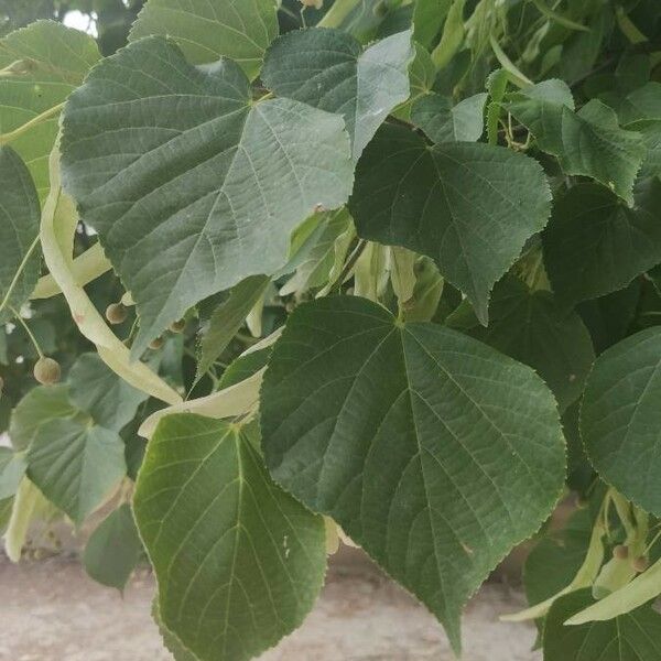 Tilia cordata Folha