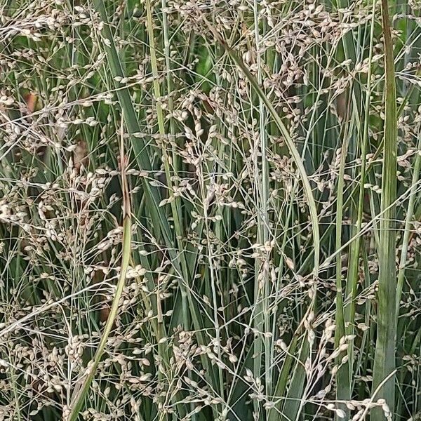 Panicum virgatum Квітка