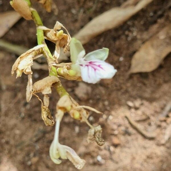 Elettaria cardamomum Цветок