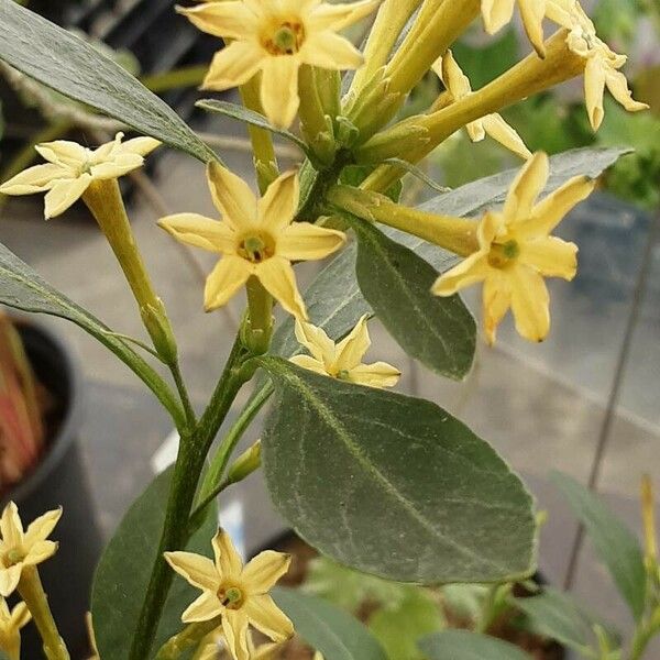 Cestrum nocturnum Flower