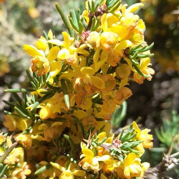 Berberis empetrifolia Blüte