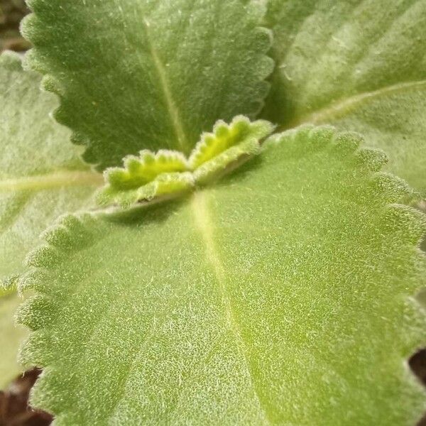 Plectranthus amboinicus पत्ता