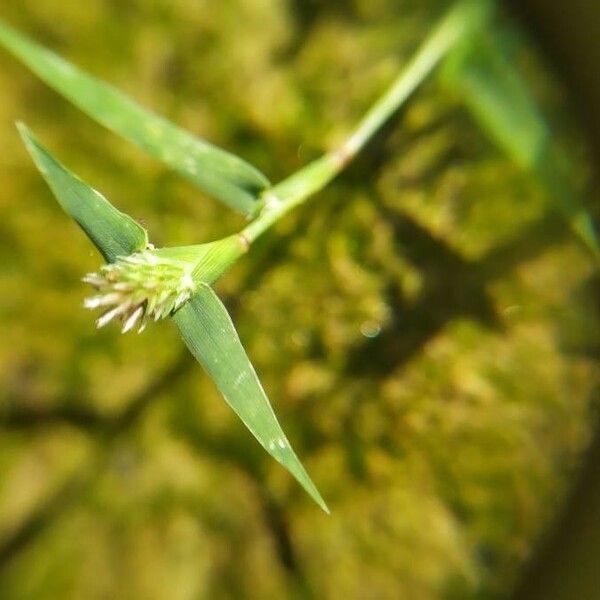 Sporobolus schoenoides Bloem