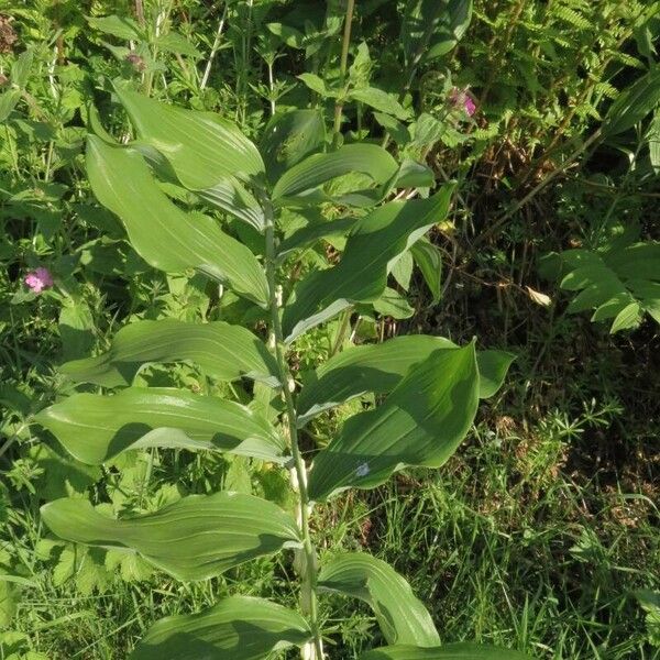 Polygonatum multiflorum Лист