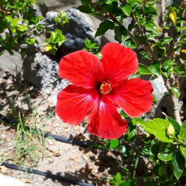 Hibiscus rosa-sinensis Blodyn