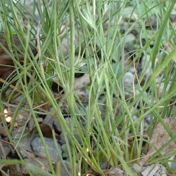 Juncus bufonius Συνήθη χαρακτηριστικά