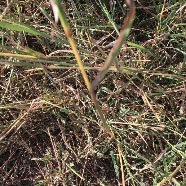 Dichanthium aristatum Habitat