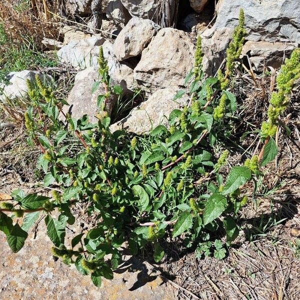 Amaranthus hybridus Hábitos