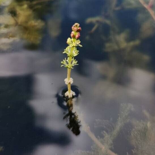 Myriophyllum spicatum Cvet