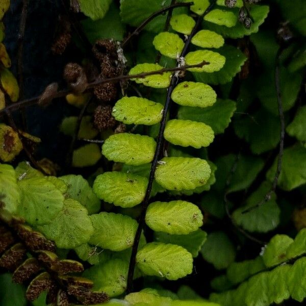 Asplenium trichomanes Лист