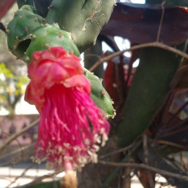 Opuntia cochenillifera Blomma