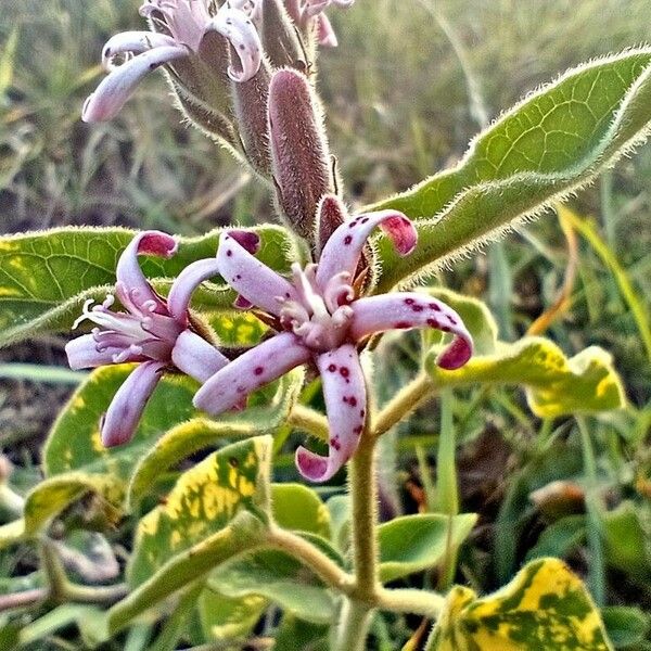 Oxypetalum solanoides Flower