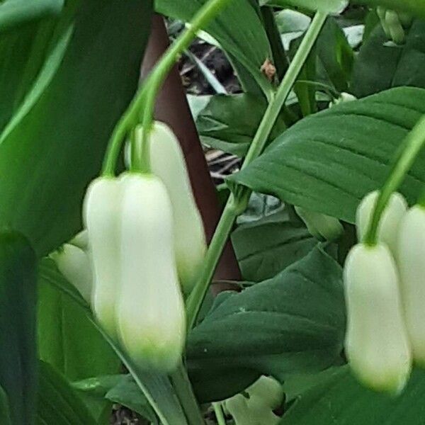 Polygonatum odoratum Virág