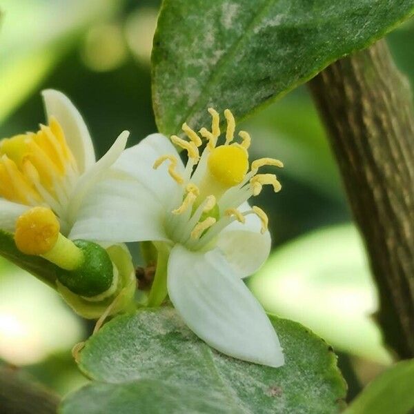 Citrus latifolia Flower