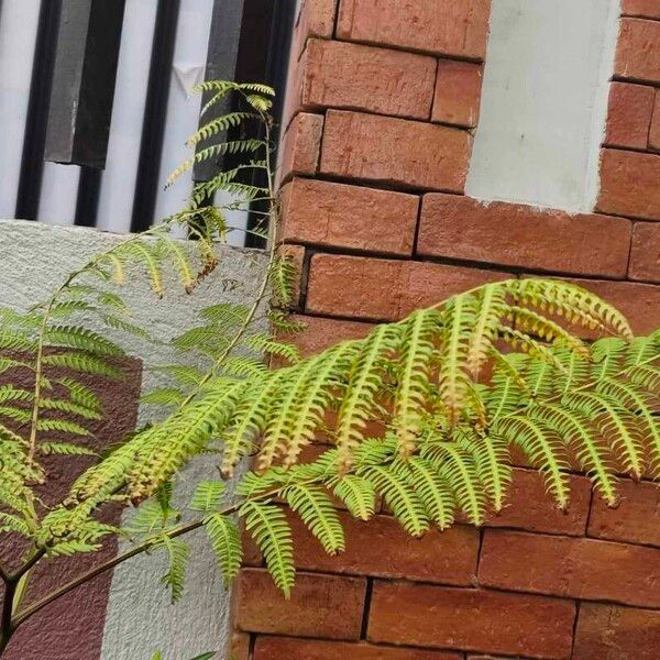 Pteris tripartita ᱥᱟᱠᱟᱢ