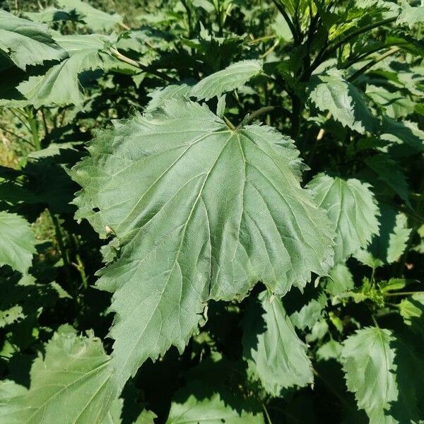 Cyclachaena xanthiifolia Leaf