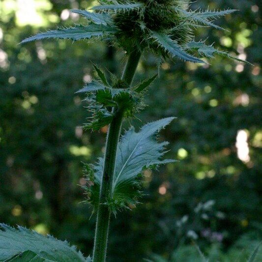 Cirsium carniolicum Sonstige