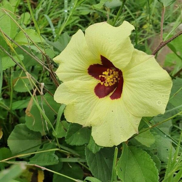 Hibiscus vitifolius Flor