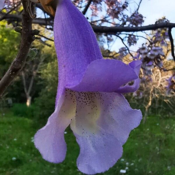 Paulownia tomentosa 花