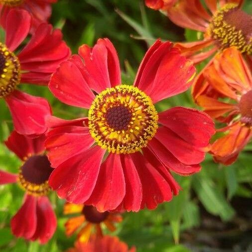 Helenium autumnale Floare