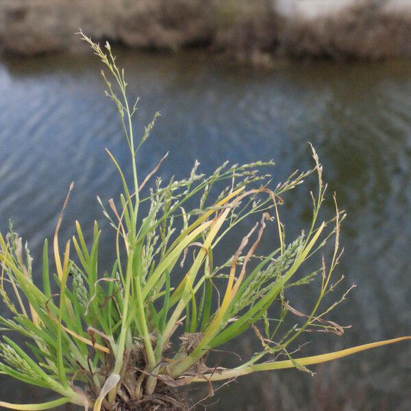 Poa infirma Habitus