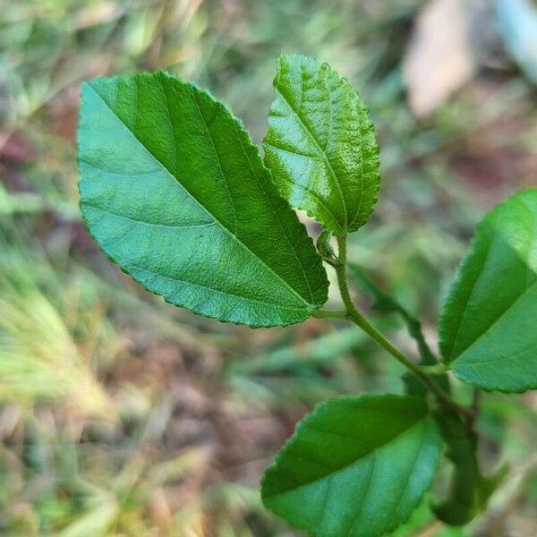 Sida rhombifolia Leaf