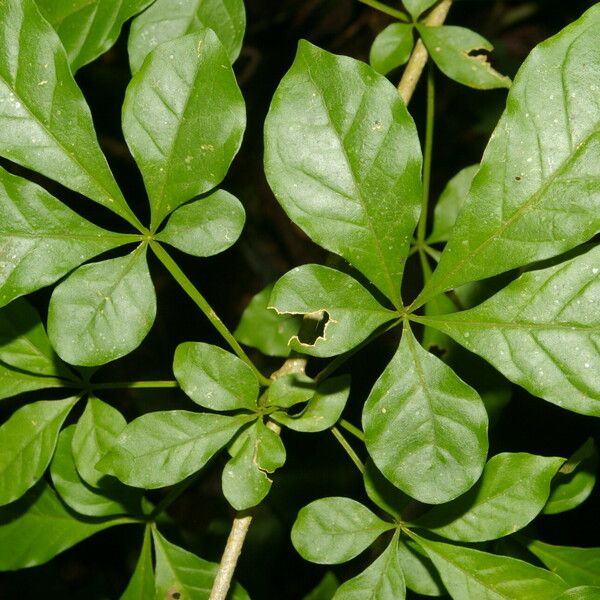 Parmentiera valerii Leaf