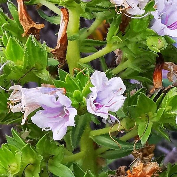 Echium decaisnei Flower