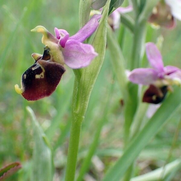 Ophrys holosericea Bloem