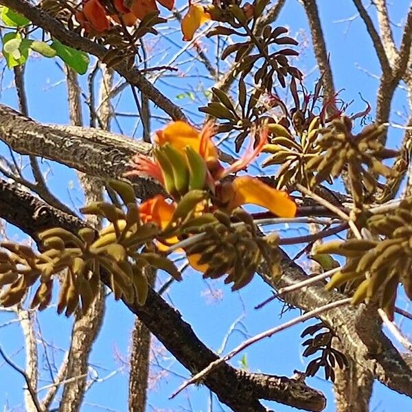 Erythrina velutina Λουλούδι