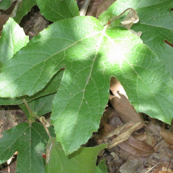 Platanus racemosa Leaf