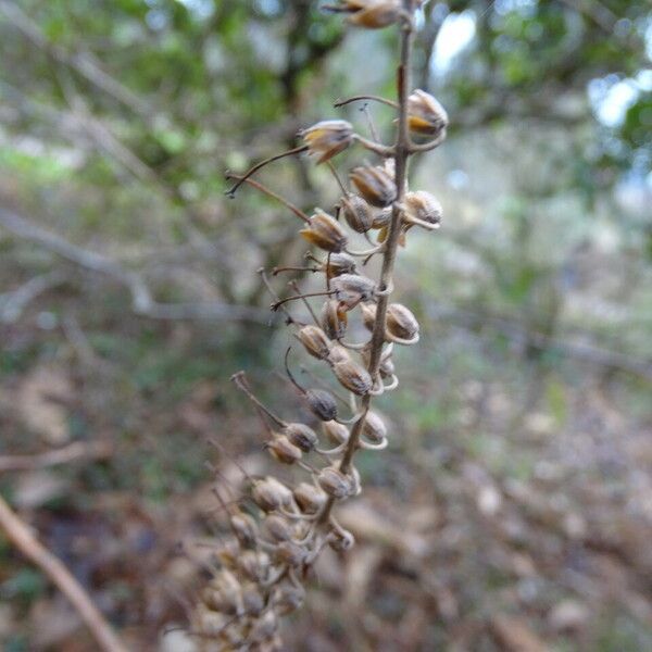 Clethra alnifolia Fruit