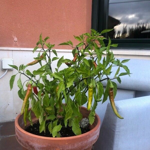 Capsicum annuum Blad