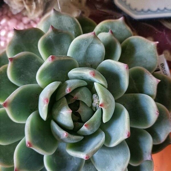 Echeveria colorata Φύλλο