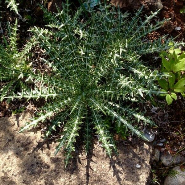 Argemone mexicana Foglia