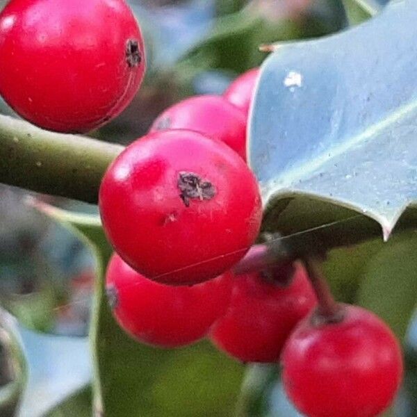 Ilex aquifolium Плід