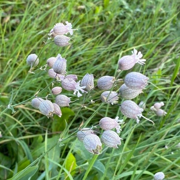 Silene vulgaris Цвят