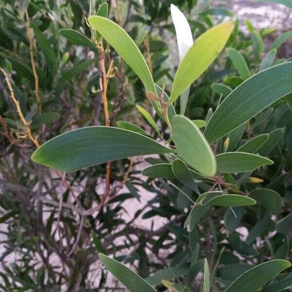 Acacia melanoxylon Lapas