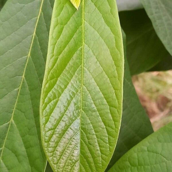 Asimina triloba Blad