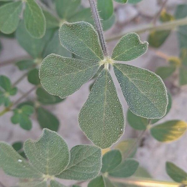 Cleome viscosa Blatt