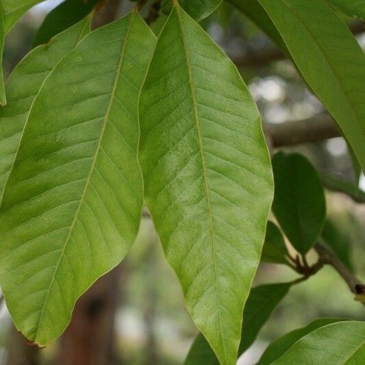 Michelia champaca Leaf